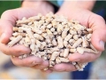 Wood pellets