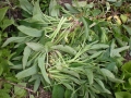 comfrey-2