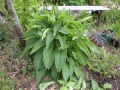 comfrey1