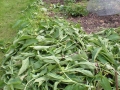 comfrey3