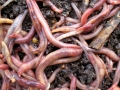 tiger worms