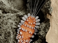 Peacock Mite