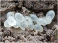 Slug eggs