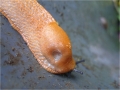 Slug