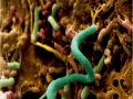 Soil bacteria