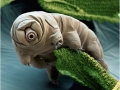 Tardigrade