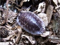 Woodlouse