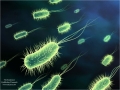 bacteria-2