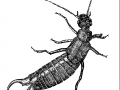 earwig